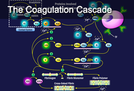 The Coagulation Cascade